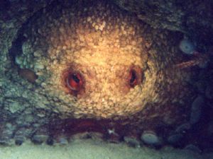 Octopus in a hole taken in Baleal (Portugal), taken with ... by Joao Pedro Silva 